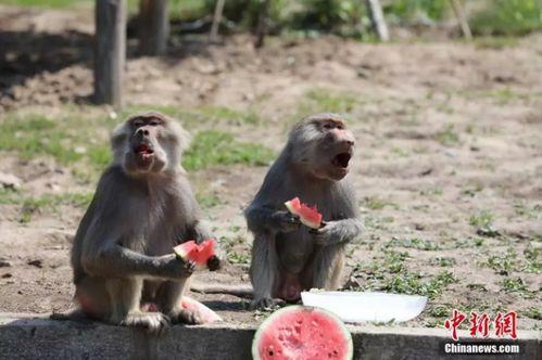 狒狒带你吃瓜,狒狒带你探秘瓜界奇闻异事