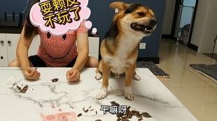 赖狗吃瓜,揭秘娱乐圈背后的那些事儿