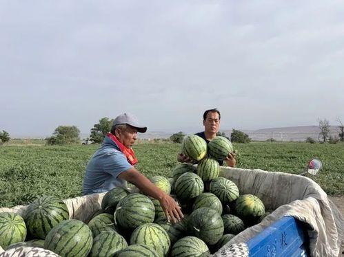 河南天天吃瓜,揭秘当地独特的饮食文化