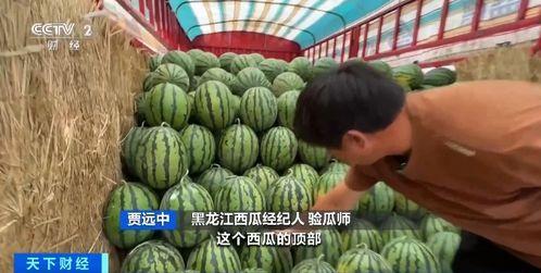 瓜地吃瓜就是香,尽享夏日清凉香