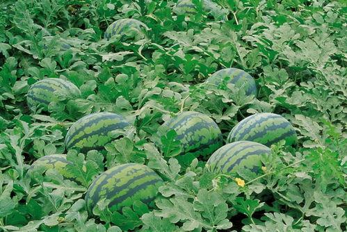 吃瓜义资源群,网络社交新趋势下的娱乐盛宴