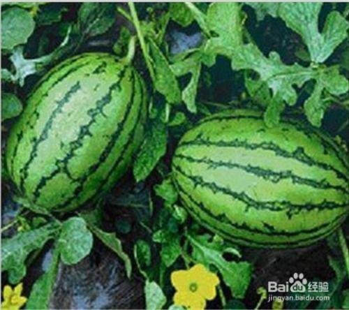 四季吃瓜,跟随季节品尝时令美味