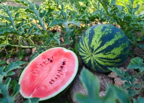 吃瓜群众免费吃瓜小说