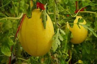 南昌吃瓜群,揭秘城市生活百态的“瓜田”