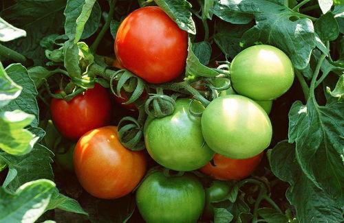 吃瓜直播番茄小说