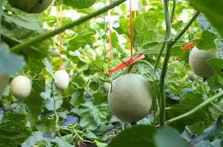 吃网纹瓜的照片,镜头下的清新口感