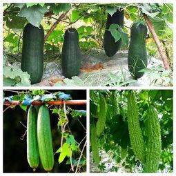 看这吃瓜高手,如何成为瓜界达人