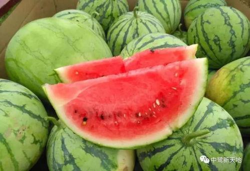 吃瓜找瓜,揭秘吃瓜群众如何轻松找到热门瓜料