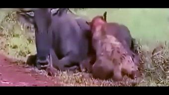 吃货大飞吃瓜视频,一场美食与娱乐的盛宴